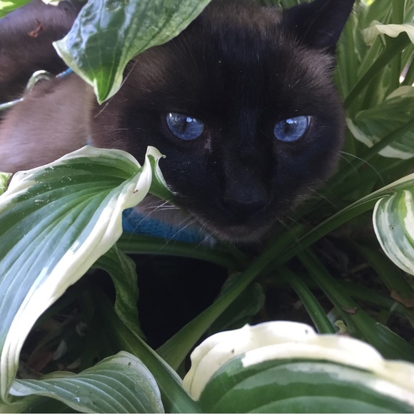 Meet your Posher, Marlana. - Picture 3 of 5